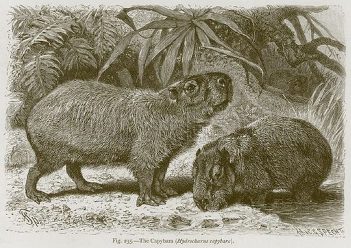 Old depiction of a capybara