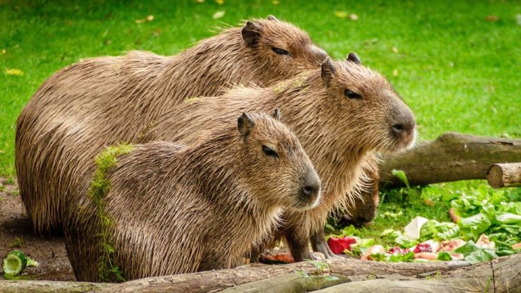 Capybara with friends
