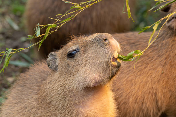 Capybara eating leaf