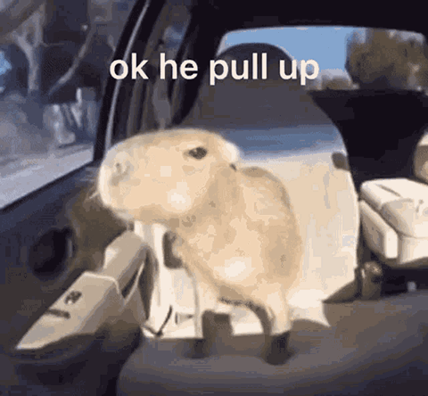 Capybara meme Ok he pull up