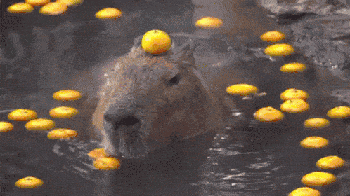 Capybara with orange on head