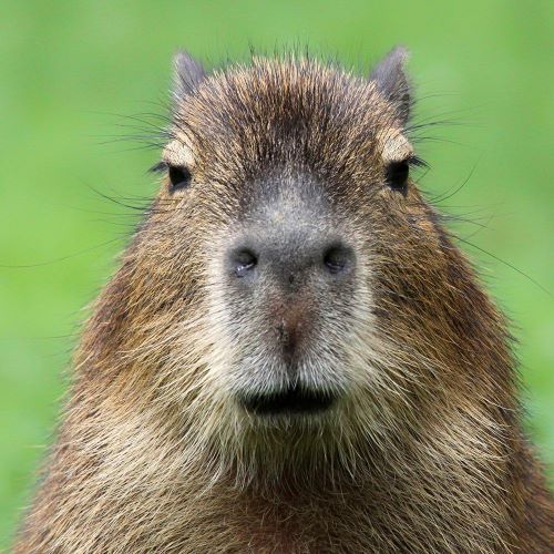 Capybara staring at camera